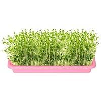 Algopix Similar Product 9 - SUYARE Seedling Sprouter Tray 