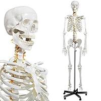 Algopix Similar Product 7 - breesky HumanHuman Skeleton Model for