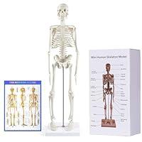 Algopix Similar Product 16 - breesky Human Skeleton Model for