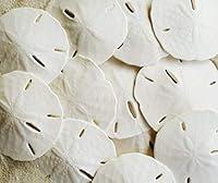 Algopix Similar Product 9 - White Sand Dollars 253  10pcs 