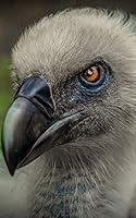 Algopix Similar Product 12 - Notebook Vulture Bird of Prey