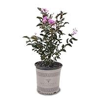 Algopix Similar Product 10 - Black Diamond Crape Myrtle Tree