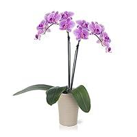 Algopix Similar Product 10 - Color Orchids Live Blooming Single Stem