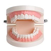 Algopix Similar Product 4 - Smiledt Dental Teach Study Child Kid