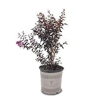 Algopix Similar Product 5 - Black Diamond Crape Myrtle Tree Purely