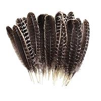 Algopix Similar Product 15 - 20pcs Wild Turkey Feathers Decoration 