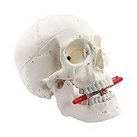Algopix Similar Product 9 - Medical Human Body Digital