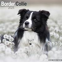 Algopix Similar Product 4 - Border Collie Calendar 2025  Square