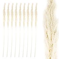 Algopix Similar Product 16 - Koyal Wholesale Tall Natural Dried