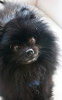 Algopix Similar Product 12 - Pomeranian Cuteness Black Pomeranian