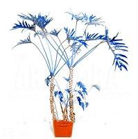 Algopix Similar Product 17 - sophisticate 4 New Seeds 100 Pcs Mixed