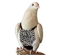 Algopix Similar Product 17 - Bevs Bird Boutique  Touch of Class 