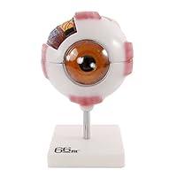 Algopix Similar Product 11 - 66FIT Human Giant Eye Model  White 