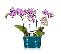 Algopix Similar Product 15 - Hallmark Flowers Live Plant Turquoise