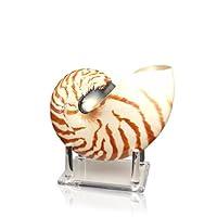 Algopix Similar Product 13 - Tumbler Home Large Chambered Nautilus