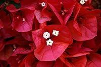Algopix Similar Product 15 - Red Bougainvillea  Everblooming  Grow