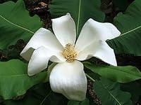 Algopix Similar Product 19 - New Fresh 5pcs Magnolia Macrophylla