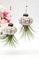 Algopix Similar Product 19 - 2 Dirty Birds Hanging Sea Urchin Shell