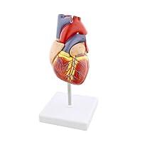 Algopix Similar Product 2 - MonMed Anatomical Heart Model Human