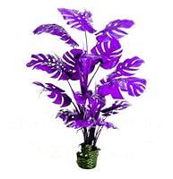 Algopix Similar Product 14 - sophisticate 2 New Seeds 100 Pcs Mixed