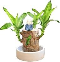 Algopix Similar Product 8 - Brazilian Wood PlantLucky Wood Plant