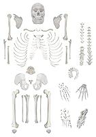 Algopix Similar Product 6 - Disarticulated Human Skeleton Model for