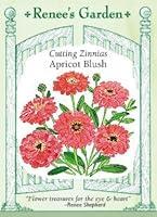 Algopix Similar Product 8 - Zinnia - Apricot Blush Seeds