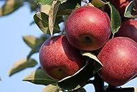 Algopix Similar Product 8 - Kauffman Orchards Fresh Mcintosh