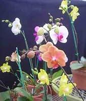 Algopix Similar Product 12 - Phalaenopsis Orchid Hybrids Economy
