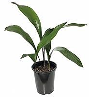 Algopix Similar Product 12 - Green Flame Cast Iron Plant 