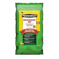 Algopix Similar Product 4 - Pennington Kentucky 31 Tall Fescue