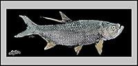 Algopix Similar Product 8 - Realfish Fllor Mat Door Mat Fish Mat