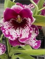 Algopix Similar Product 8 - 20 Bulb Cutting Orchid Plant Mixed