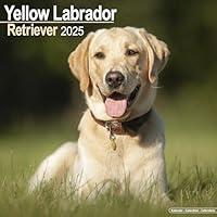 Algopix Similar Product 4 - Yellow Labrador Retriever Calendar 2025