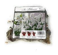 Algopix Similar Product 2 - Floral, Bulb Paperwhite Bulbs