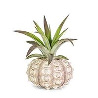 Algopix Similar Product 1 - Natural Urchin Air Plant Holder