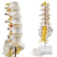 Algopix Similar Product 8 - 2024 New Spine Model 346 Life Size