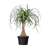 Algopix Similar Product 5 - American Plant Exchange Live Ponytail