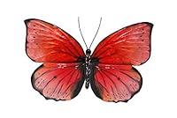 Algopix Similar Product 17 - Eangee Home Design Butterfly Wall Decor