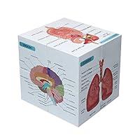 Algopix Similar Product 5 - Medical Student Human Anatomy 393Cube