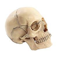 Algopix Similar Product 13 - Medical Split 15 Parts 1 2 Human Body