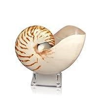 Algopix Similar Product 19 - Tumbler Home Natural Chambered Nautilus