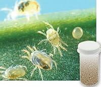 Algopix Similar Product 18 - Bug Sales 5000 Live Adult Predatory