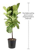 Algopix Similar Product 4 - Costa Farms Fiddle Leaf Fig Tree Live