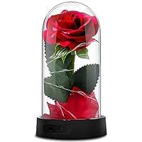 Algopix Similar Product 6 - Beauty and The Beast RoseEnchanted Red