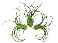 Algopix Similar Product 15 - 3 Giant Tillandsia Caput Medusae Air