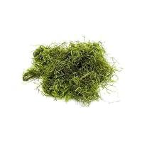 Algopix Similar Product 7 - Java Moss  Vesicularia dubyana 4x6