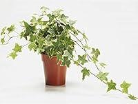 Algopix Similar Product 4 - AMERICAN PLANT EXCHANGE Variegated