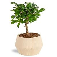 Algopix Similar Product 19 - Costa Farms Mini Bonsai Tree 1Year