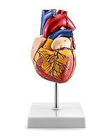 Algopix Similar Product 11 - QWORK Human Heart Model Anatomically